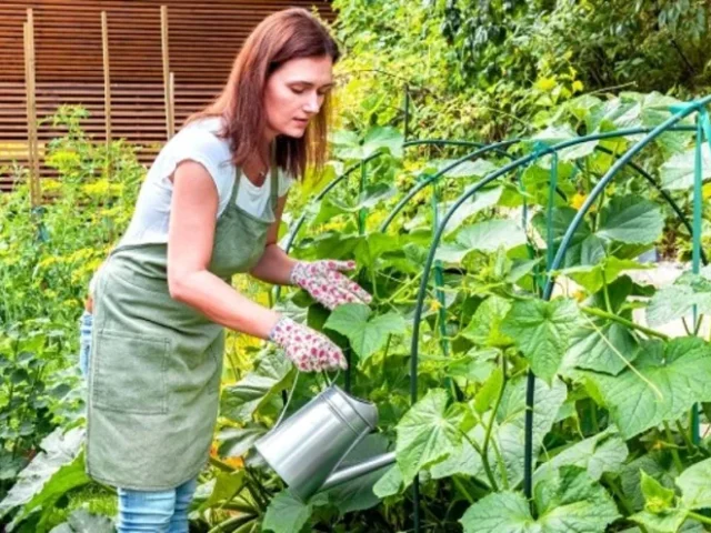 Kitchen Garden Vegetables at Home: A Practical Guide