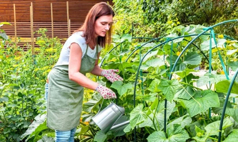 Kitchen Garden Vegetables at Home: A Practical Guide