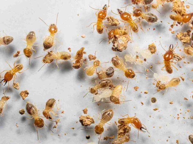 Termite Prevention Tips: Protect Your Home in 2026