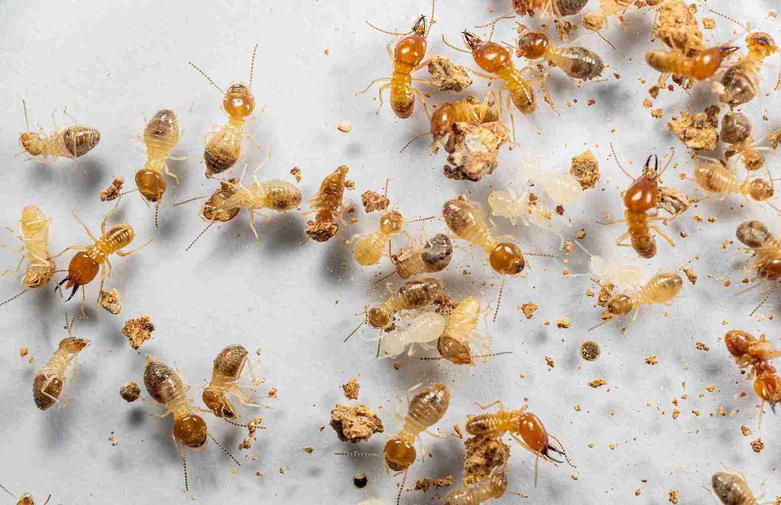 Termite Prevention Tips: Protect Your Home in 2026